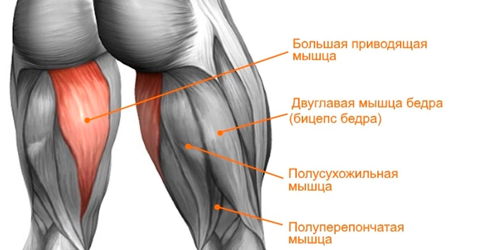 Строение мышц задней части бедра
