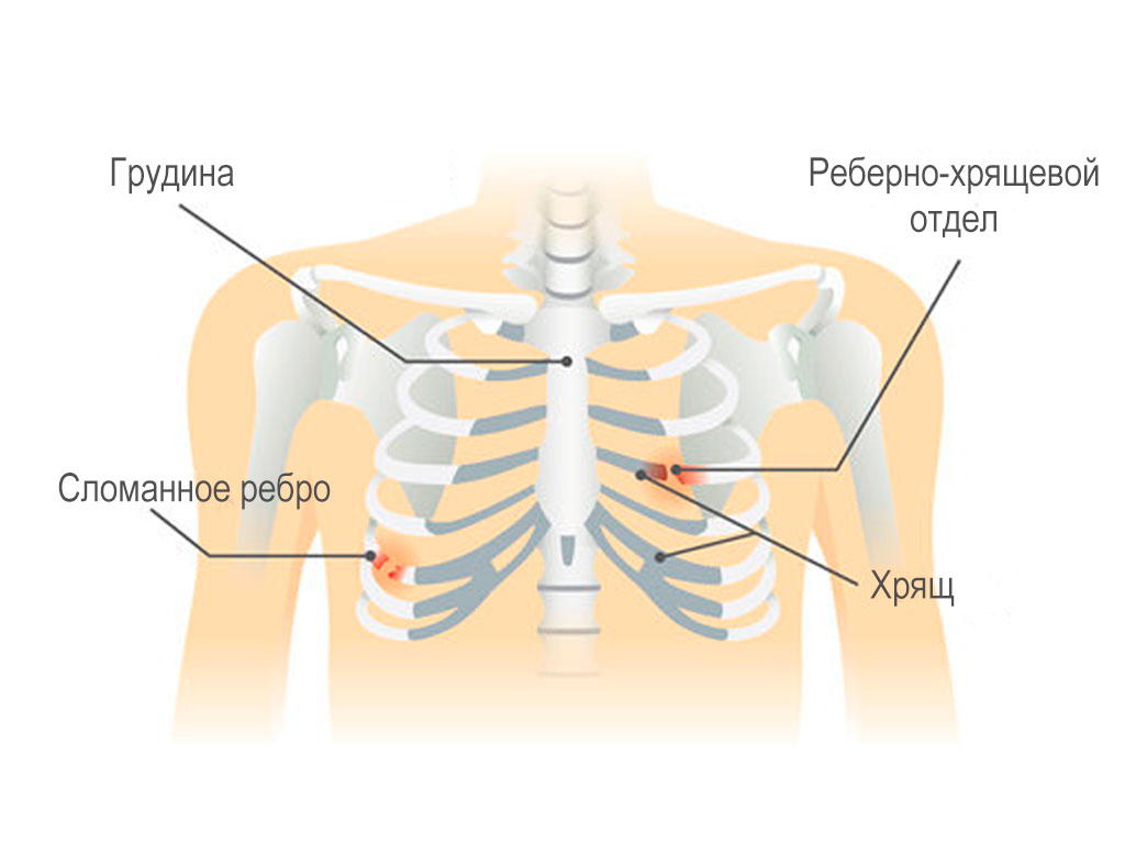 Структура грудины