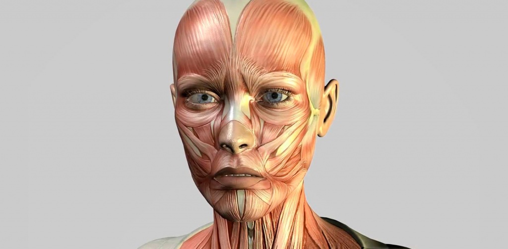 Строение мышц лица