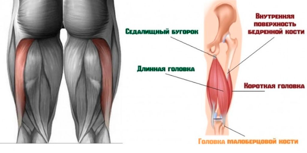 Стоковые фотографии по запросу Анатомия мышцы бедра
